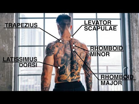 Quick And Effective Back Workout | Pull-Ups Only
