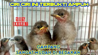 Download lagu Cara membedakan Anakan Burung Pelanduk Semak Jantan dan Betina | Ciri ciri Pelanduk Semak Jantan mp3