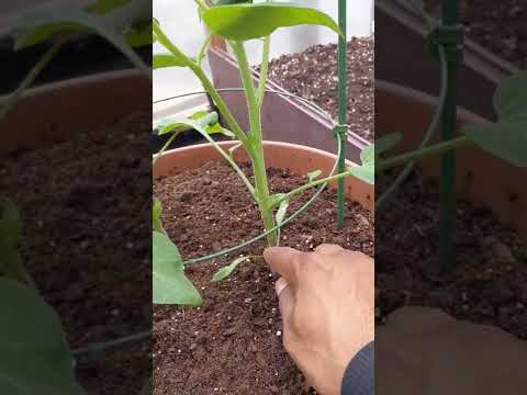 , title : 'How to Prune Tomato Plants | For beginners | Super simple | Remove the 'Suckers''