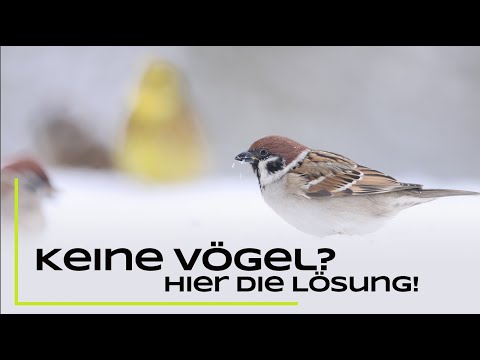 Keine Vögel an der Winterfütterung? Tipps für mehr Vögel an der Fütterung!