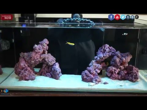 How to Start a Reef Aquarium The Right Way