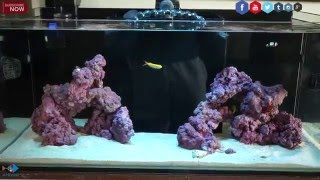 How to Start a Reef Aquarium The Right Way