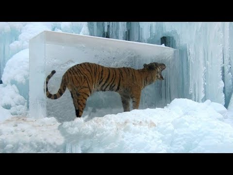 Animals Frozen In Time