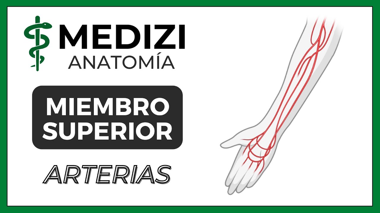 Anatomía de Miembro Superior (MMSS) - Arterias (Braquial, radial)