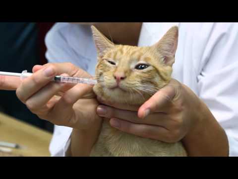 How to Give Antibiotics to Nursing Cats : Cat Care & Behavior
