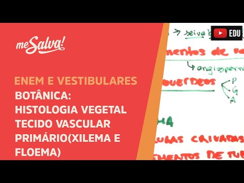 Me Salva! BOT19 - Botânica - Histologia vegetal: tecido vascular primário (xilema e floema)