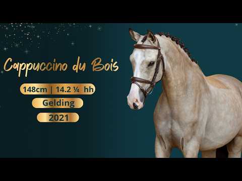 Dressage