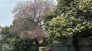 Ben Thuong Hai ( nhac Hoa loi Viet ) guitar Chin Don Co