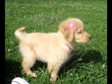 Dj Alex and Rose -Alex 12" feat. rose