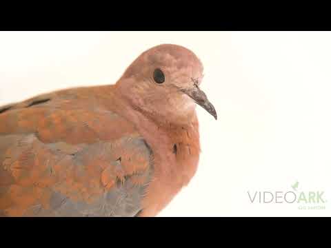 Senegal Laughing Dove