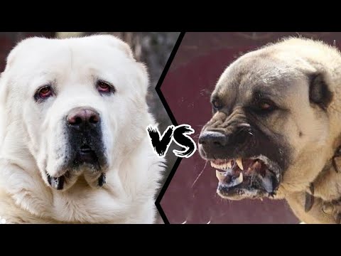 ALABAI vs KANGAL 🔥 The Ultimate Guard Dog Showdown