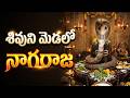 శివుని మెడలో నాగరాజ Sivuni Medalo Nagaraja Lord Shiva Devotional S