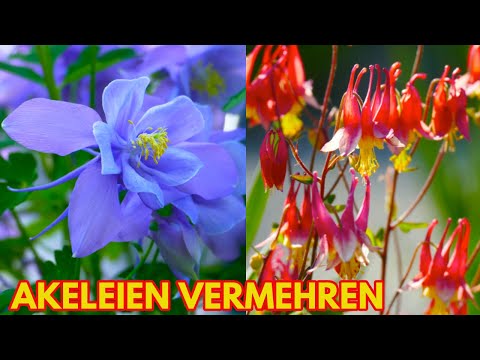 Propagating columbines, sowing tips for Aquilegia vulgaris, chryantha, Barlow - How to grow colum...