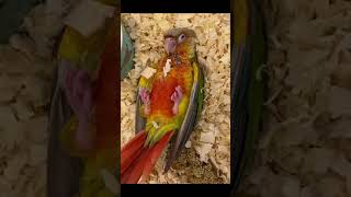 Little conure answers mumma even in sleep 🥺🥺❤️❤️|Must watch!! ❤️