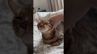 撫でると嬉しがる猫が可愛すぎる【ベンガル猫】