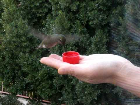 Anna's Hummingbird hand feeder 1