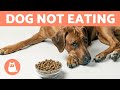 My DOG DOES NOT WANT TO EAT 7 Ways To Bring Back APPETITE