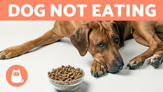 My DOG DOES NOT WANT TO EAT 🐶🥩 (7 Ways to Bring Back APPETITE ✅)