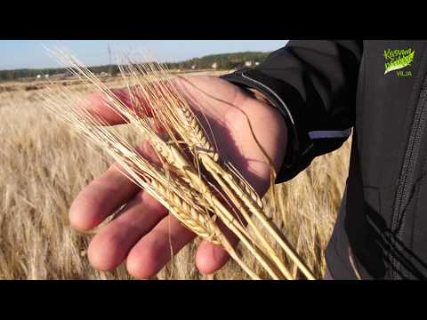 Korrensääteiden käyttö ohralla sekä kaksivaiheinen tautientorjunta