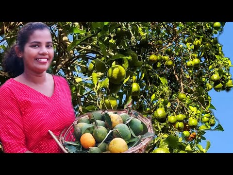 Today we made Yammy Orange cake Recipe to the taste of Villagefood in my Village kitchen