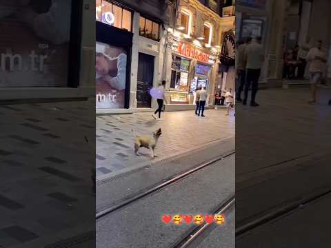 doge 🐕#dogslife #doglover #shortvideo #subscribe