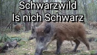 Schweine Galopp