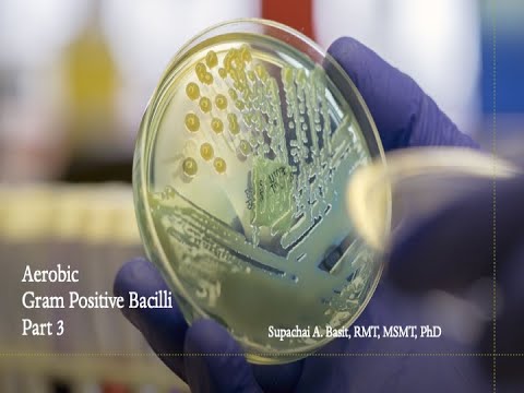 Aerobic Gram Positive Bacilli Part 3