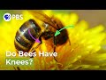 The Bees Knees Say What Animal Idioms