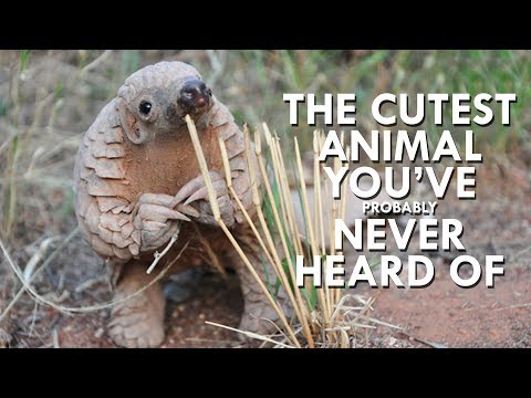 Watch: Pangolins Are Just the Cutest!