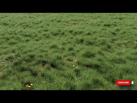Improving grass in Blender