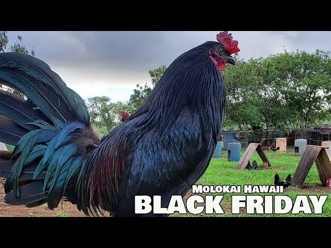 Nice View Robello Farm Hawaii - Farm Visit