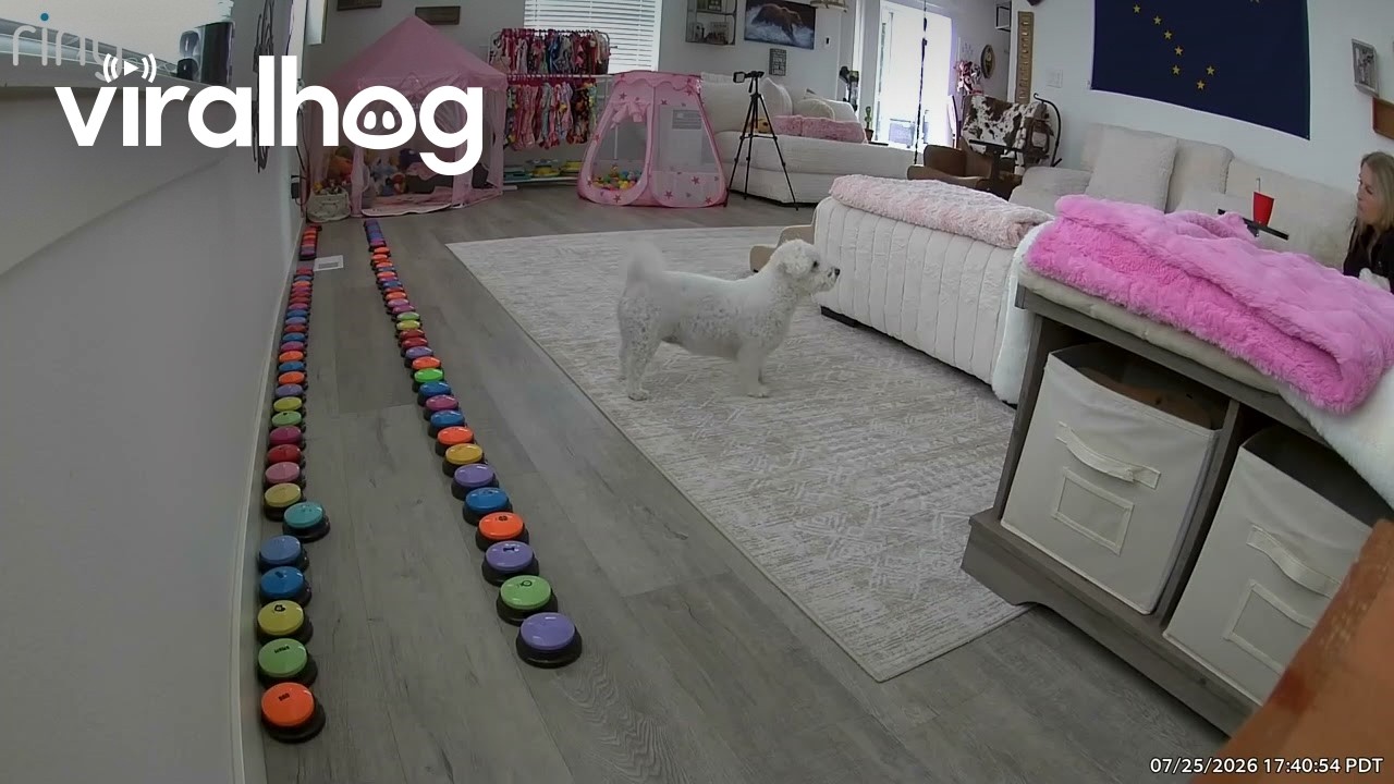 Smart Dog Uses Talking Buttons to Ask Mom for a Puppy || ViralHog