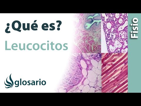 LEUCOCITOS | Qué son, cómo se miden, cómo actúan y qué hacer para disminuir o aumentar los niveles