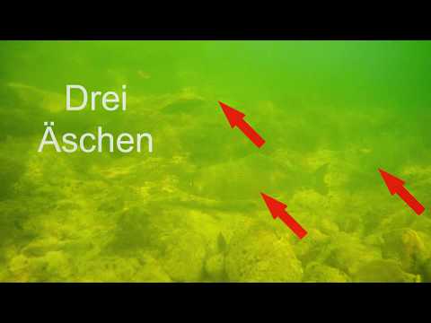 Die Ammer - Unterwasser mit Forellen und Äschen