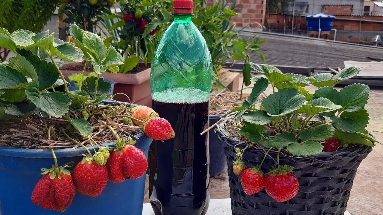 Faça morango produzir muito com 2 ingredientes +Como plantar e cuidar de morango em vasso  completo