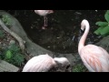 Pink Flamingo Fight