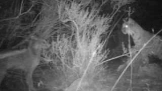 bobcat clip