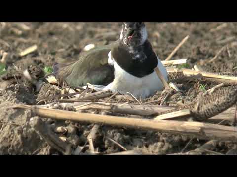 VOGELWACHT OUDEGA SWF