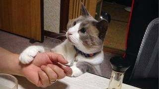 When Cats Show Their Protective Instincts 😻🐱