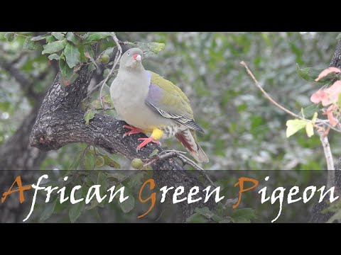 African green pigeon call
