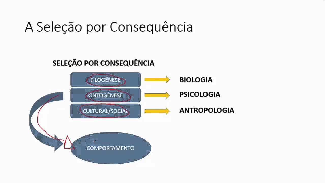 Estudo do Comportamento   Seleção por Consequência