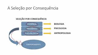 Estudo do Comportamento   Seleção por Consequência