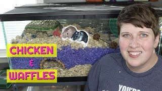 GERBIL CAGE TOUR - 40 GALLON TANK by Pickles12807