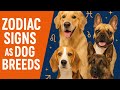 ZODIAC SIGNS AS DOG BREEDS #zodiacsigns #thatzodiacguy #astrology