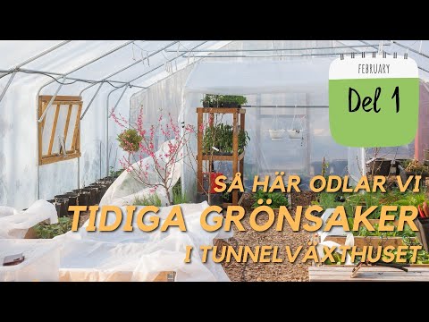 Skörda grönsaker i MARS! Så här odlar du tidigt i tunnelväxthuset.  Odlingskalender del 1 Februari