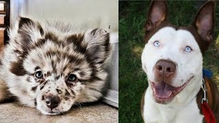 Top 10 cruzas mas increibles en razas de perros