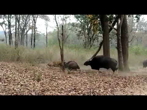 Tiger Hunting Wild Bison in Kanha National Park Part 1