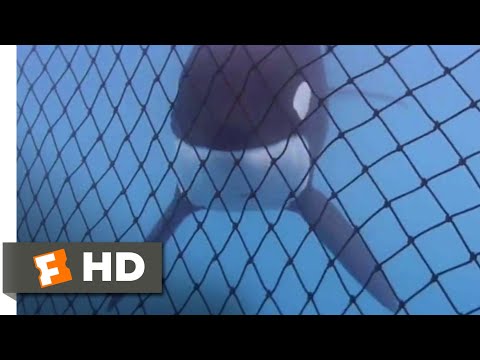 Free Willy (1993) - Almost Free Scene (9/10) | Movieclips
