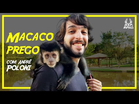 download lagu mp3 mp4 Macaco Prego, download lagu Macaco Prego gratis, unduh video klip Macaco Prego