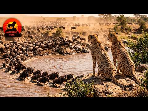 MIGRAÇÃO | A luta pela sobrevivência daqueles que buscam a vida #animaisselvagens | Natureza Vida